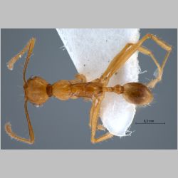 Pheidole cariniceps Eguchi, 2001 dorsal