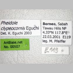 Pheidole clypeocornis major Eguchi, 2001 label