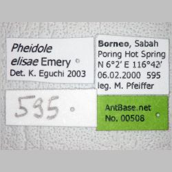 Pheidole elisae Emery, 1900 label