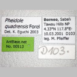 Pheidole quadrensis Forel, 1900 label