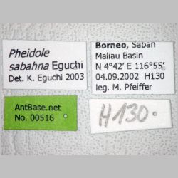 Pheidole sabahna Eguchi, 2000 label