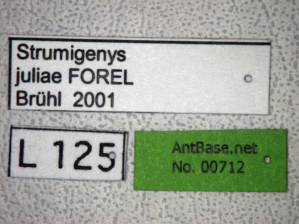 Strumigenys juliae label