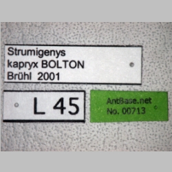 Strumigenys kapryx Bolton, 2000 label