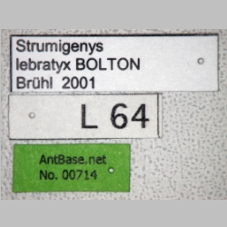 Strumigenys lebratyx Bolton, 2000 label