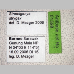 Strumigenys strygax Bolton, 2000 label