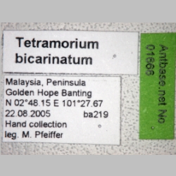 Tetramorium bicarinatum Nylander, 1846 label