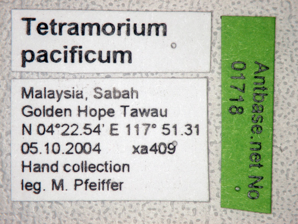 Tetramorium pacificum label