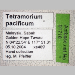 Tetramorium pacificum Mayr, 1870 label