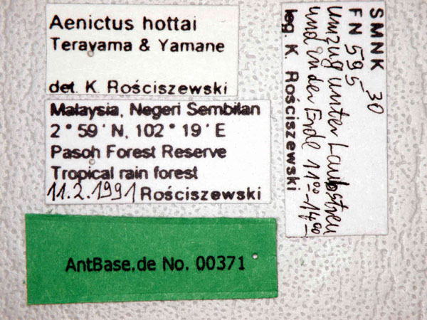 Aenictus hottai queen label