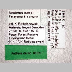 Aenictus hottai queen Terayama & Yamane, 1989 label