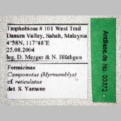Camponotus cf reticulatus Roger, 1863 label