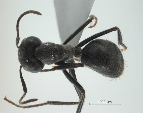 Camponotus (Colobopsis) sp 69 of SKY dorsal