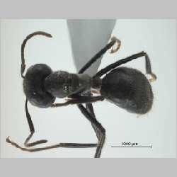 Camponotus (Colobopsis) sp 69 of SKY   dorsal