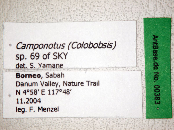 Camponotus (Colobopsis) sp 69 of SKY label