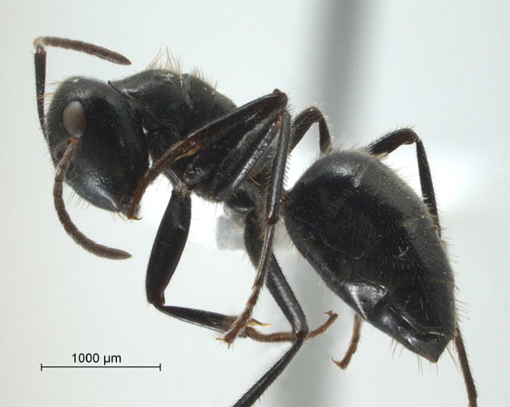 Camponotus (Colobopsis) sp 69 of SKY lateral