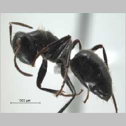 Camponotus (Colobopsis) sp 69 of SKY   lateral