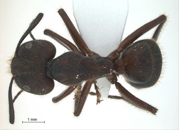 Camponotus (Myrmotarsus) sp 5 of SKY dorsal