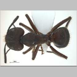 Camponotus (Myrmotarsus) sp 5 of SKY   dorsal