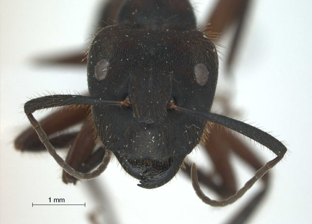 Camponotus (Myrmotarsus) sp 5 of SKY frontal