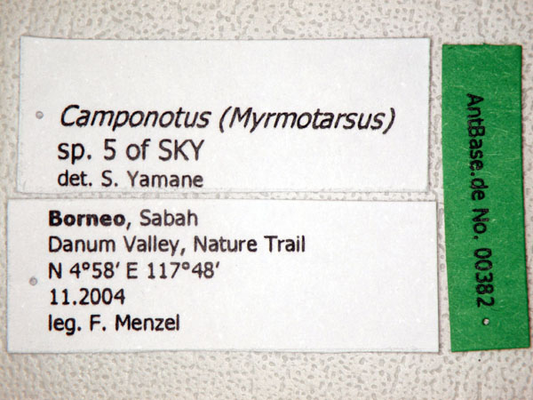 Camponotus (Myrmotarsus) sp 5 of SKY label