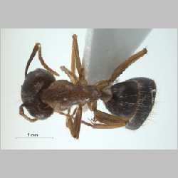 Camponotus (Tanaemyrmex) arrogans Smith, 1858 dorsal