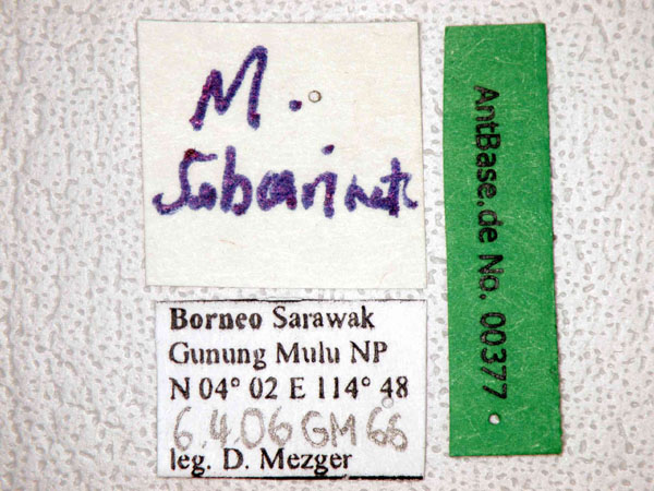 Myrmicaria brunnea subcarinata label