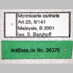 Myrmicaria carinata Smith, 1857 label