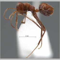 Camponotus saundersi Emery, 1889 lateral