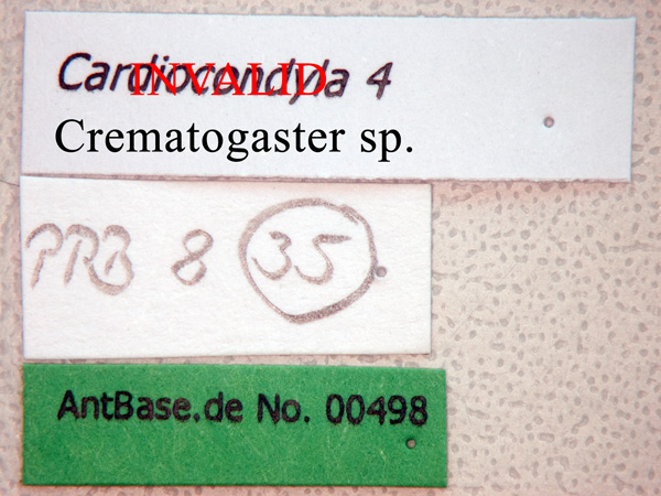 Crematogaster sp. label