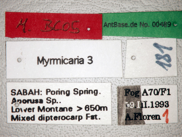 Myrmicaria bc05 label