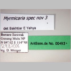 Myrmicaria spec nov 3 Bakhtiar E Yahya,  label