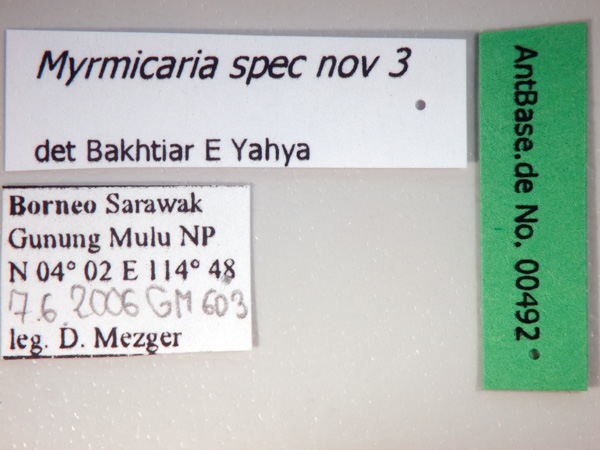 Myrmicaria spec nov 3 label