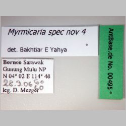 Myrmicaria spec nov 4 Bakhtiar E Yahya,  label
