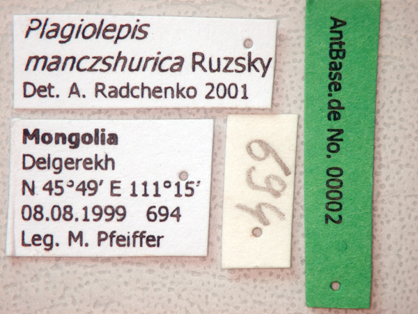 Plagiolepis manczshurica label