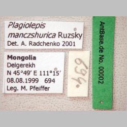 Plagiolepis manczshurica Ruzsky, 1905 label