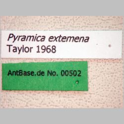 Pyramica extemena Taylor, 1968 label
