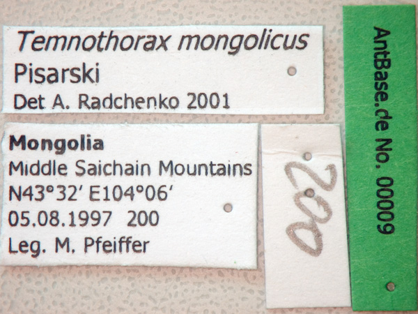 Temnothorax mongolicus label