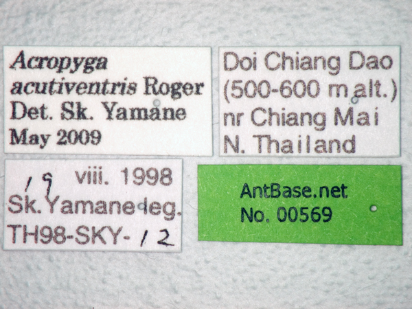 Acropyga acutiventris label