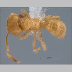 Acropyga nipponensis Terayama, 1985 dorsal