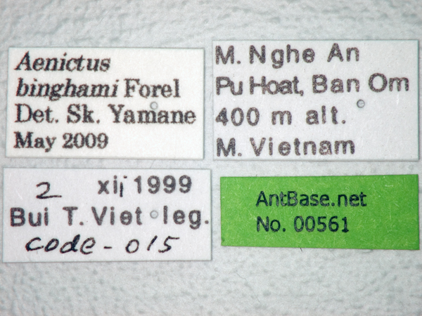 Aenictus binghami label