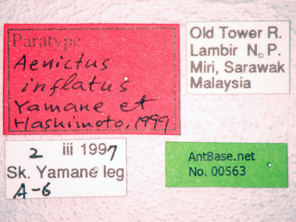 Aenictus inflatus label