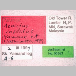 Aenictus inflatus Yamane & Hashimoto, 1999 label