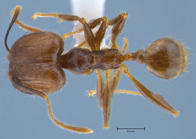 Pheidole orophila major dorsal