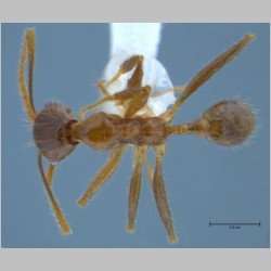 Pheidole orophila minor Eguchi, 2001 dorsal