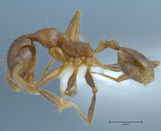 Pheidole orophila minor lateral