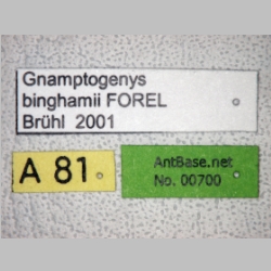 Gnamptogenys binghamii Forel, 1900 label