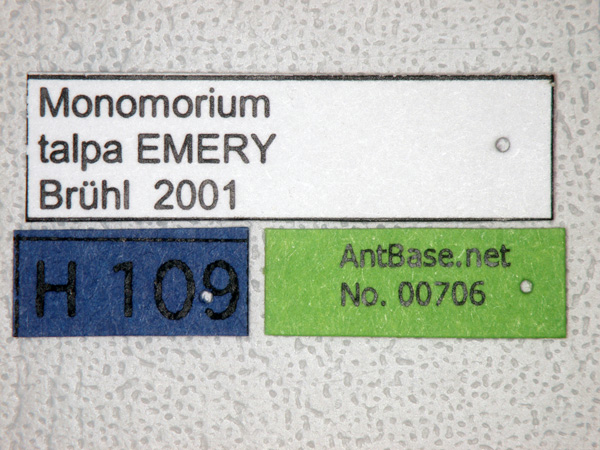 Monomorium australicum label