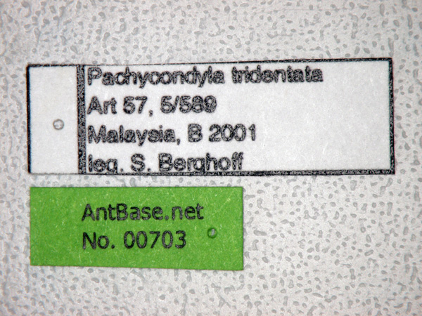 Pachycondyla tridentata label