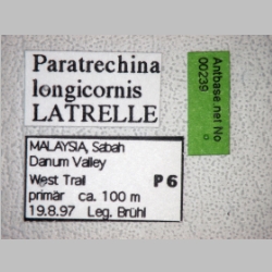 Paratrechina longicornis Latreille, 1802 label