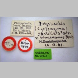 Polyrhachis rastellata semiinermis Donisthorpe, 1941 label